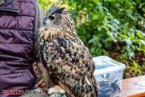 Tierische Besucher - Wenn wir genau sagen könnten, um welche Art es sich handelt, würden wir es tun. :-)  • © ummeteck.de - Silke Schön